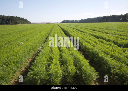 Ernte Möhren wachsenden Feld Shottisham, Suffolk, England Stockfoto