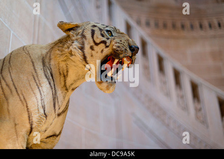 Gefüllte Tiger, Palace Hotel Umaid Bhawan Palace Stockfoto