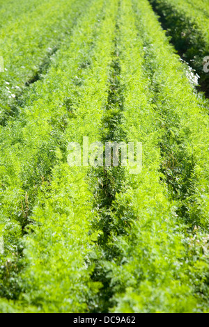 Ernte Möhren wachsenden Feld Shottisham, Suffolk, England Stockfoto