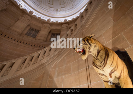 Gefüllte Tiger, Palace Hotel Umaid Bhawan Palace Stockfoto