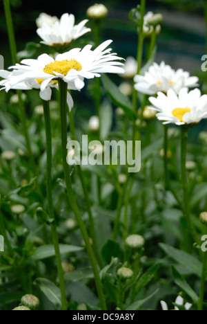 Große Gänseblümchen in natürlicher Umgebung. Stockfoto