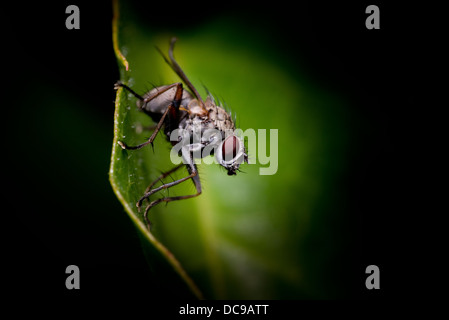 Fliege auf einem Blatt, Krankheit, sitzen Nahaufnahme Makro, Detail, Stockfoto