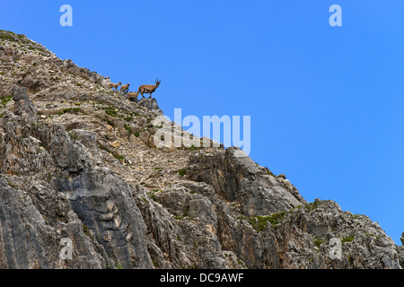 Alpensteinbock oder Steinbock (Capra Ibex), Weibchen mit jungen Stockfoto