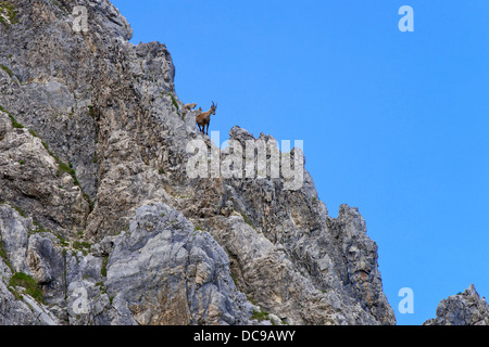 Alpensteinbock oder Steinbock (Capra Ibex), Weibchen mit jungen Stockfoto