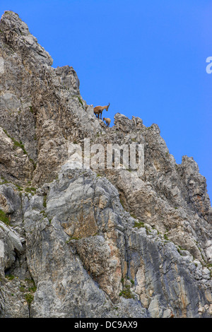 Alpensteinbock oder Steinbock (Capra Ibex), Weibchen mit jungen Stockfoto