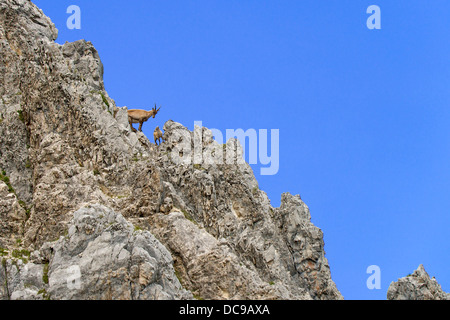 Alpensteinbock oder Steinbock (Capra Ibex), Weibchen mit jungen Stockfoto