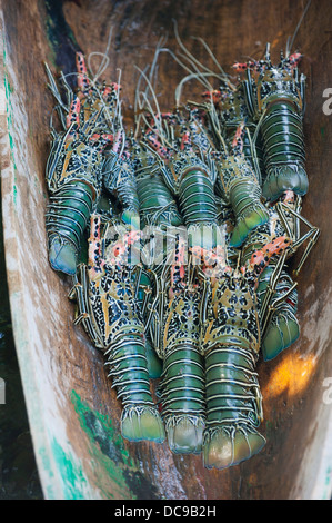 Frisch gefangenen Hummer (Nephropidae) Stockfoto