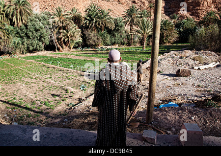 Männer, Anbau von Gemüse im Palmenhain. Tinghir, Dades Tal, Marokko Stockfoto