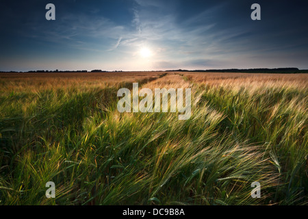 in Weizen und Gerste Feld vor Sonnenuntergang Stockfoto