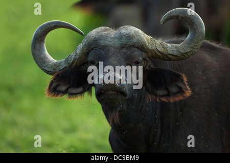 Afrikanischer Büffel oder Kaffernbüffel (Syncerus Caffer) Stockfoto