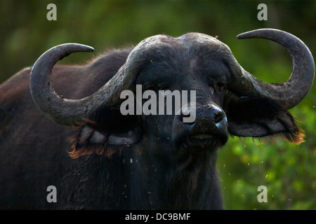 Afrikanischer Büffel oder Kaffernbüffel (Syncerus Caffer) Stockfoto