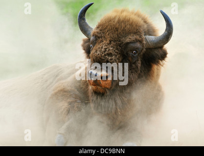 Europäische Bison (Bison Bonasus) in den wirbelnden Staub, Wisentgehege Hardehausen Wildpark Stockfoto