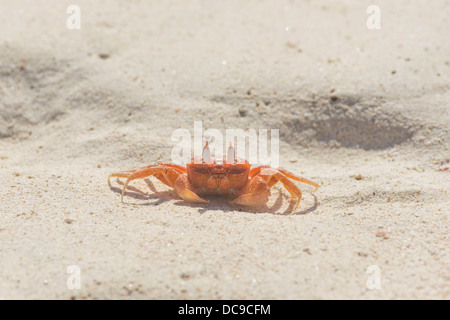 Bemalte Ghost Krabben oder Cart Fahrer Krabbe (Ocypode Gaudichaudii) Stockfoto