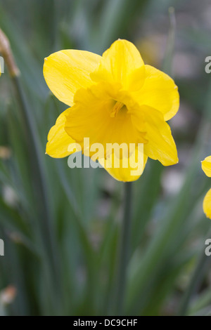 Gelbe Narzisse (Narcissus Pseudonarcissus) Stockfoto