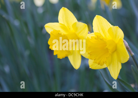 Gelbe Narzissen (Narcissus Pseudonarcissus) Stockfoto