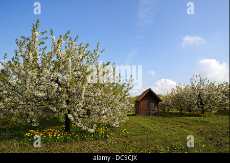 Blühende Kirschbäume (Prunus Avium), Kirschgarten mit einem Schuppen Stockfoto