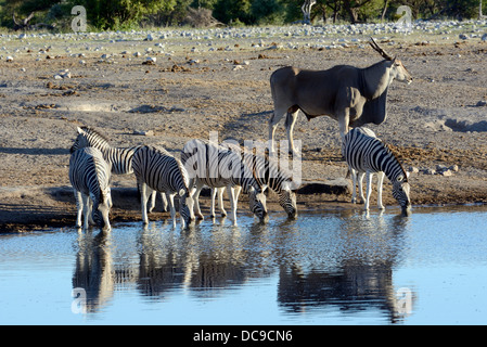 Ebenen Zebras oder Burchell Zebras (Equus Quagga) und eine gemeinsame Eland oder Eland Antilope (Tauro Oryx) Stockfoto