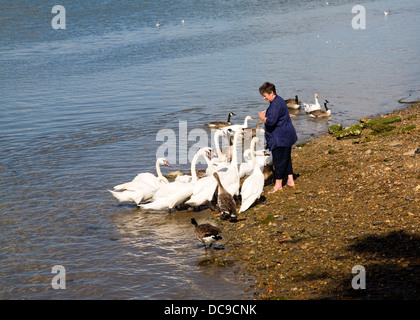 Frau, Fütterung Schwäne Fluss Stour Mistley, Essex, England Stockfoto