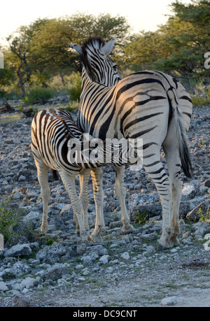 Ebenen Zebra oder Burchell Zebra (Equus Quagga) Spanferkel ein Fohlen Stockfoto