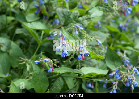 Blüten und Blätter der Pflanze Beinwell Stockfoto