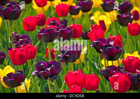 Blühende Bunte Tulpen (Tulipa) Stockfoto