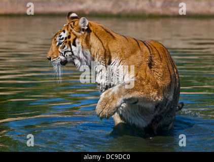 Aysha, weiblichen Bengal-Tiger (Panthera Tigris Tigris), Isle Of Wight Zoo, Sandown, Isle Of Wight, England Stockfoto