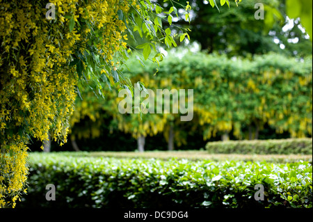 Die goldenen gelben Blüten des Baumes Laburnum Überhang das Labyrinth im Garten am Cawdor Castle in der Nähe von Nairn, Schottland Stockfoto