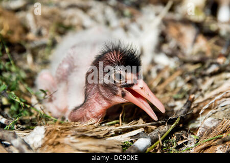 Geiselwind, Deutschland. 13. August 2013. Eine afrikanische Sacred Ibis Küken schlüpft in sein Nest in einem Freizeitpark in Geiselwind, Deutschland, 13. August 2013. Dieser Vogel galt im alten Ägypten heilig sein. Foto: DANIEL KARMANN/Dpa/Alamy Live News Stockfoto