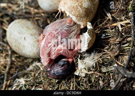 Geiselwind, Deutschland. 13. August 2013. Eine afrikanische Sacred Ibis Küken schlüpft in sein Nest in einem Freizeitpark in Geiselwind, Deutschland, 13. August 2013. Dieser Vogel galt im alten Ägypten heilig sein. Foto: DANIEL KARMANN/Dpa/Alamy Live News Stockfoto