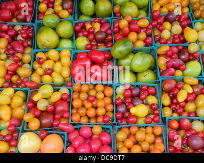 Bio-Tomaten für den Verkauf auf einem Bauernmarkt in Union Square Park New York City Manhattan Stockfoto