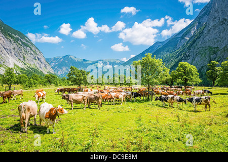 Herde der Kühe in einem Tal in den österreichischen Alpen Stockfoto