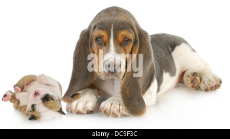 niedlichen Welpen - Basset Hound und englische Bulldogge Welpen isoliert auf weißem Hintergrund Stockfoto