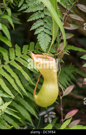 Kannenpflanze: Nepenthes Spectabilis X ventricosa. Stockfoto