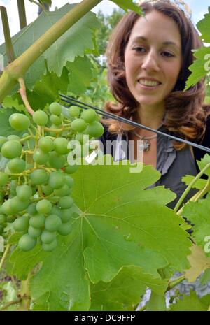 Freyburg, Deutschland. 13. August 2013. Örtlichen Weinkönigin Tina Weinert inspiziert die Trauben für die bevorstehende 2013 Weinfest in einem Weinberg in Freyburg, Germany, 13. August 2013. Das Festival begann vor 80 Jahren und findet vom 06 bis 9. September 2013. Foto: HENDRIK SCHMIDT/Dpa/Alamy Live News Stockfoto