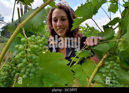 Freyburg, Deutschland. 13. August 2013. Örtlichen Weinkönigin Tina Weinert inspiziert die Trauben für die bevorstehende 2013 Weinfest in einem Weinberg in Freyburg, Germany, 13. August 2013. Das Festival begann vor 80 Jahren und findet vom 06 bis 9. September 2013. Foto: HENDRIK SCHMIDT/Dpa/Alamy Live News Stockfoto