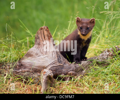 Eine wilde Baummarder, Martes Martes im schottischen Wald Stockfoto