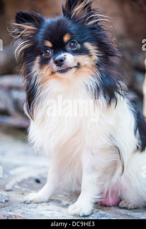 Pommerschen gekippt Kopf Hund Nahaufnahme von schwarzen und weißen Pommerschen Hündin auch genannt Pom Pom Pom Texas, USA Stockfoto