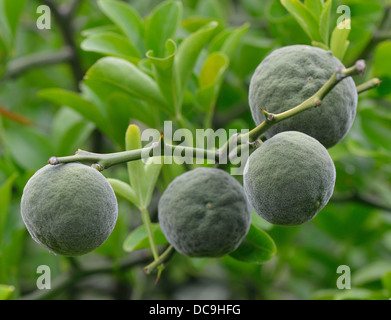 Zählig orange Bitter Orange hardy orange grüne Früchte Poncirus trifoliata Stockfoto