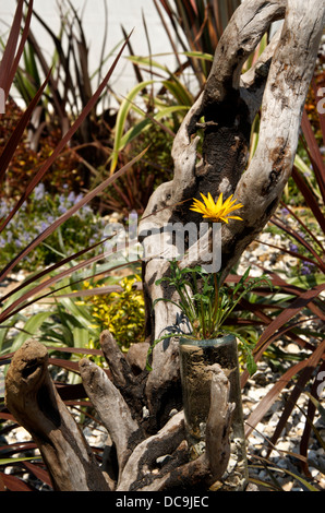 Regen-Gänseblümchen im Native Dusche Garten am RHS Hampton Court Palace Flower Show 2013. Stockfoto