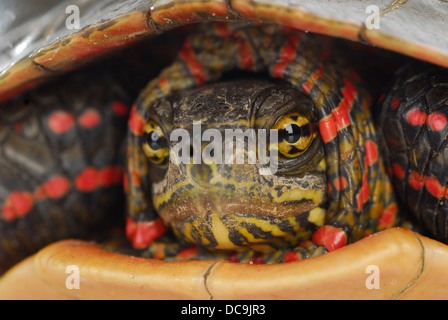 Schildkröte Versteck - westliche gemalte Schildkröte in ihrer Hülle auf weißem Hintergrund Stockfoto