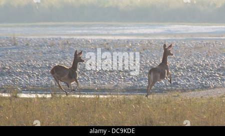 Zwei Swamp Deer (Rucervus Duvaucelii) wissen auch als Barasingha laufen in Bardia Nationalpark, Nepal Stockfoto