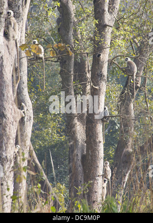 Gruppe von Nepal grau Languren (Semnopithecus Schistaceus) in Sal Wald, Bardia Nationalpark, Nepal Stockfoto