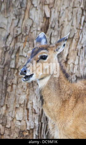 Junge Nilgai (Boselaphus Tragocamelus), auch bekannt als blaue Bull, eine Art von großen Antilope, Bardia Nationalpark, Nepal Stockfoto