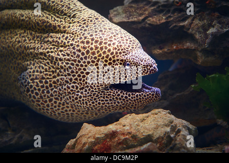 Honeycomb Moray Aal Nahaufnahme (Gymnothorax Favagineus) Stockfoto