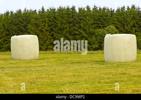 Feld mit Heu Rollen Stockfoto