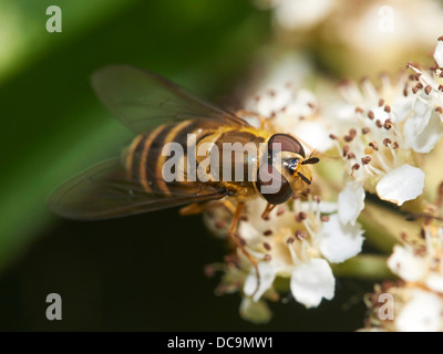 Volucella Inanis hoverfly Stockfoto