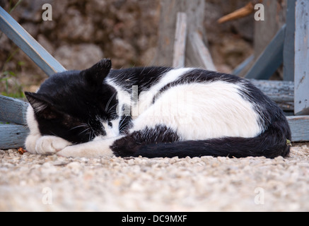 Portrait Bild ein schlafender schwarze und weiße Katze Stockfoto