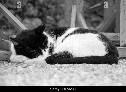 s/w Bild einer schlafenden Katze Stockfoto