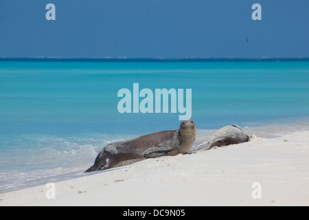 Hawaiian Mönchsrobben, Monachus Schauinslandi, Midway Atoll National Wildlife Refuge, nordwestlichen Hawaii-Inseln Stockfoto