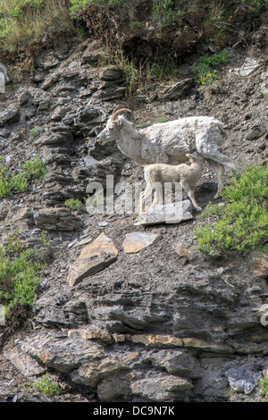 Bergziegen. Entlang der Kongakut. Arctic National Wildlife Refuge. Alaska. Stockfoto